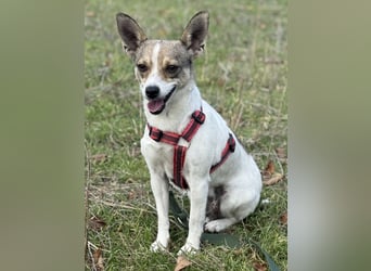 Zarte Lori sucht ihre Menschen