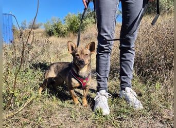 Gina sucht ein verständnisvolles Zuhause