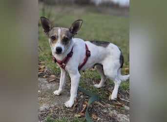 Zarte Lori sucht ihre Menschen