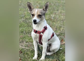 Zarte Lori sucht ihre Menschen