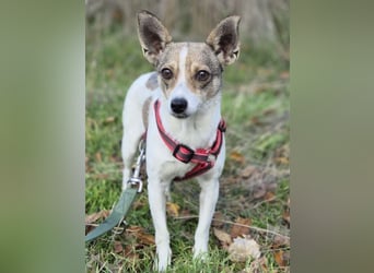 Zarte Lori sucht ihre Menschen