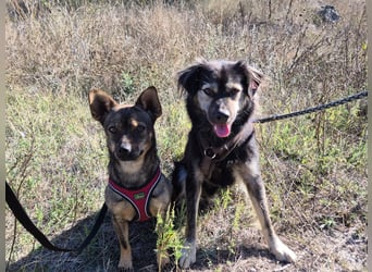 Gina sucht ein verständnisvolles Zuhause