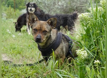 Gina sucht ein verständnisvolles Zuhause