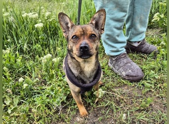 Gina sucht ein verständnisvolles Zuhause