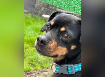 67749 Offenbach-Hundheim, aufgeweckte Pinscher-Mischlingshündin Kaja