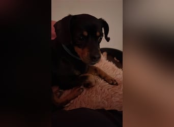 67749 Offenbach-Hundheim, aufgeweckte Pinscher-Mischlingshündin Kaja