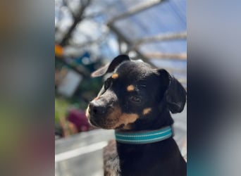 67749 Offenbach-Hundheim, aufgeweckte Pinscher-Mischlingshündin Kaja