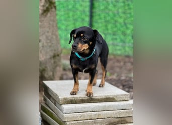 67749 Offenbach-Hundheim, aufgeweckte Pinscher-Mischlingshündin Kaja