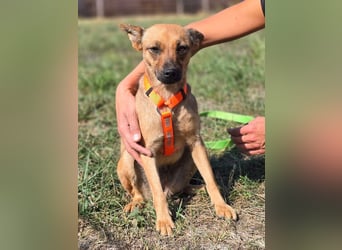 Miska - kleines Pinscher Mischlingsmädchen sucht ein Zuhause Miska - kleines Pinscher Mischlingsmädchen sucht ein Zuhause