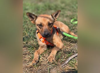 Miska - kleines Pinscher Mischlingsmädchen sucht ein Zuhause Miska - kleines Pinscher Mischlingsmädchen sucht ein Zuhause