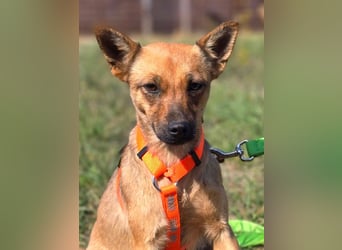 Miska - kleines Pinscher Mischlingsmädchen sucht ein Zuhause Miska - kleines Pinscher Mischlingsmädchen sucht ein Zuhause