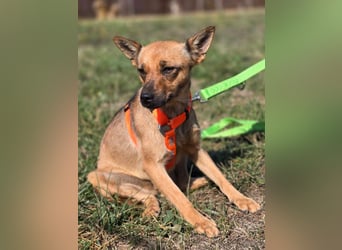 Miska - kleines Pinscher Mischlingsmädchen sucht ein Zuhause Miska - kleines Pinscher Mischlingsmädchen sucht ein Zuhause