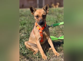 Miska - kleines Pinscher Mischlingsmädchen sucht ein Zuhause Miska - kleines Pinscher Mischlingsmädchen sucht ein Zuhause