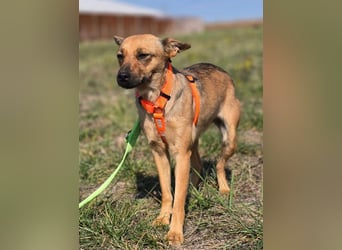 Miska - kleines Pinscher Mischlingsmädchen sucht ein Zuhause Miska - kleines Pinscher Mischlingsmädchen sucht ein Zuhause