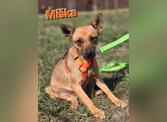 Miska - kleines Pinscher Mischlingsmädchen sucht ein Zuhause Miska - kleines Pinscher Mischlingsmädchen sucht ein Zuhause