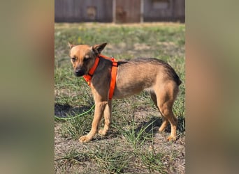 Miska - kleines Pinscher Mischlingsmädchen sucht ein Zuhause Miska - kleines Pinscher Mischlingsmädchen sucht ein Zuhause