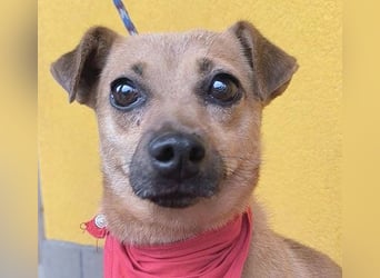 SMILEY sucht unternehmungslustige Familie - 5 Jahre, 32cm/5kg - Pinscher-Mix