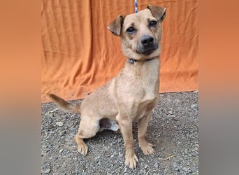 ❤️❤️❤️ SMILEY sucht unternehmungslustige Familie - 5 Jahre, 32cm/5kg - Pinscher-Mix