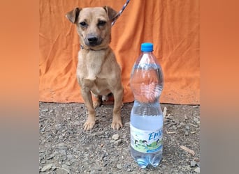❤️❤️❤️ SMILEY sucht unternehmungslustige Familie - 5 Jahre, 32cm/5kg - Pinscher-Mix