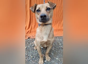 ❤️❤️❤️ SMILEY sucht unternehmungslustige Familie - 5 Jahre, 32cm/5kg - Pinscher-Mix