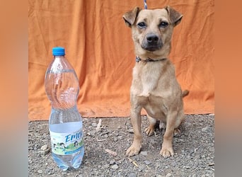❤️❤️❤️ SMILEY sucht unternehmungslustige Familie - 5 Jahre, 32cm/5kg - Pinscher-Mix