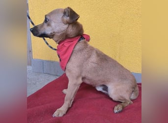 SMILEY sucht unternehmungslustige Familie - 5 Jahre, 32cm/5kg - Pinscher-Mix