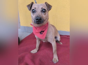 SMILEY sucht unternehmungslustige Familie - 5 Jahre, 32cm/5kg - Pinscher-Mix