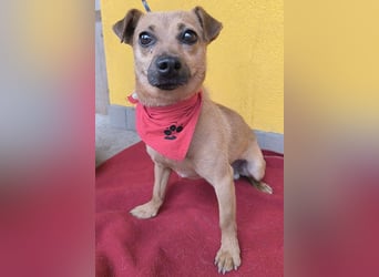 SMILEY sucht unternehmungslustige Familie - 5 Jahre, 32cm/5kg - Pinscher-Mix