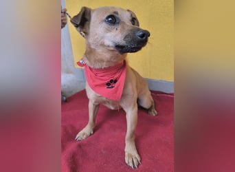 SMILEY sucht unternehmungslustige Familie - 5 Jahre, 32cm/5kg - Pinscher-Mix