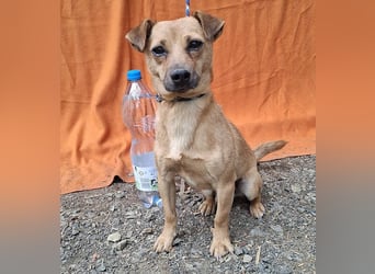 ❤️❤️❤️ SMILEY sucht unternehmungslustige Familie - 5 Jahre, 32cm/5kg - Pinscher-Mix