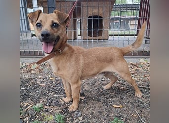 ❤️❤️❤️ SMILEY sucht unternehmungslustige Familie - 5 Jahre, 32cm/5kg - Pinscher-Mix
