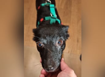 zarte kleine Pinscher Mischlings-Hündin Madita sucht ein Zuhause