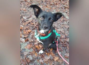 zarte kleine Pinscher Mischlings-Hündin Madita sucht ein Zuhause
