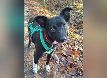 zarte kleine Pinscher Mischlings-Hündin Madita sucht ein Zuhause