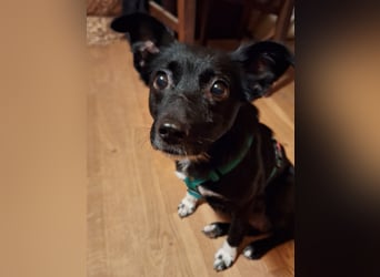 zarte kleine Pinscher Mischlings-Hündin Madita sucht ein Zuhause