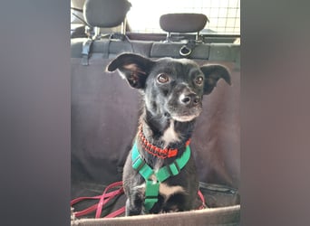 zarte kleine Pinscher Mischlings-Hündin Madita sucht ein Zuhause