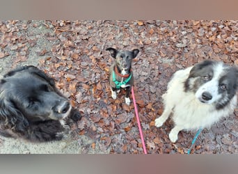 zarte kleine Pinscher Mischlings-Hündin Madita sucht ein Zuhause