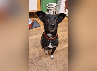 zarte kleine Pinscher Mischlings-Hündin Madita sucht ein Zuhause