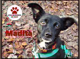 zarte kleine Pinscher Mischlings-Hündin Madita sucht ein Zuhause