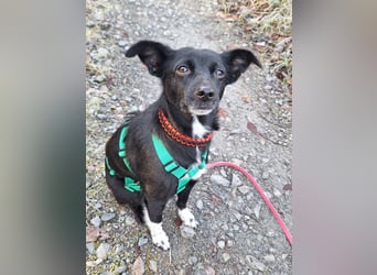 zarte kleine Pinscher Mischlings-Hündin Madita sucht ein Zuhause