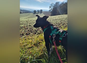 zarte kleine Pinscher Mischlings-Hündin Madita sucht ein Zuhause