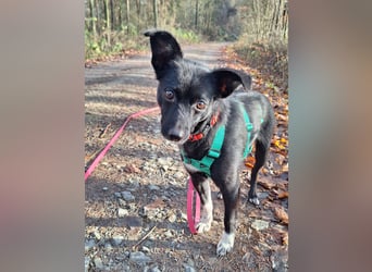 zarte kleine Pinscher Mischlings-Hündin Madita sucht ein Zuhause