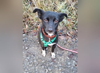 zarte kleine Pinscher Mischlings-Hündin Madita sucht ein Zuhause