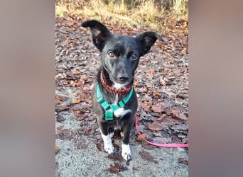 zarte kleine Pinscher Mischlings-Hündin Madita sucht ein Zuhause