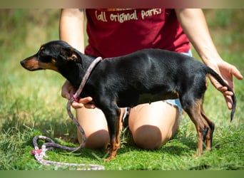 Millicent