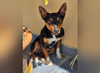 Chica - kleine katzenverträgliche Pinscher-Mix-Hündin mit wachem Blick sucht ihr Herzenszuhause