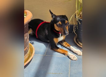 Chica - kleine katzenverträgliche Pinscher-Mix-Hündin mit wachem Blick sucht ihr Herzenszuhause