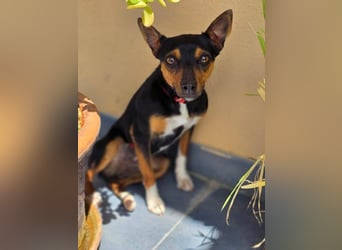 Chica - kleine katzenverträgliche Pinscher-Mix-Hündin mit wachem Blick sucht ihr Herzenszuhause