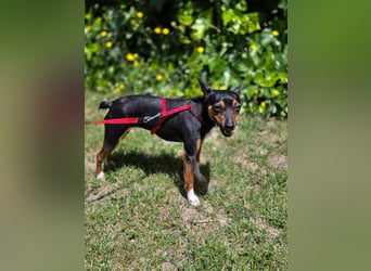 Chica - kleine katzenverträgliche Pinscher-Mix-Hündin mit wachem Blick sucht ihr Herzenszuhause