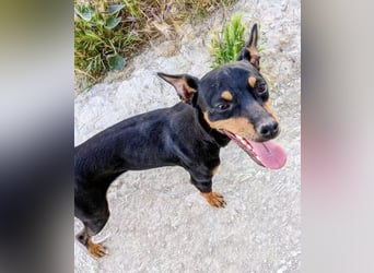 Cooper - kleiner Herzenshund mit großer Lebensfreude sucht sein Für-immer-Zuhause